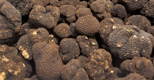 Zwarte truffels