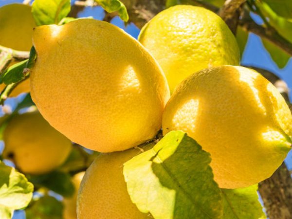 Citrusvruchten Tomarchio