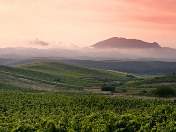 Uitzicht wijngaard